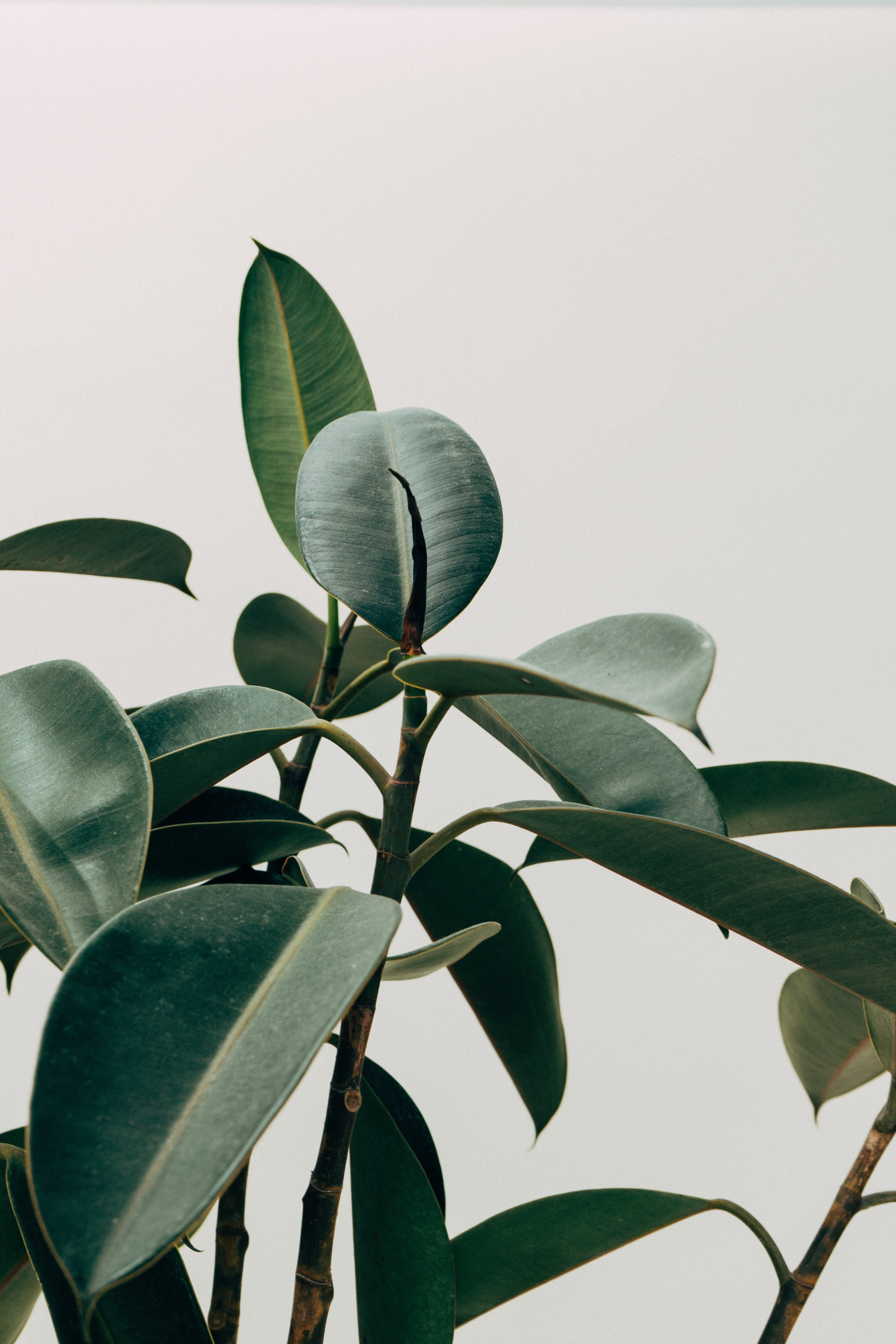 Photo-of-a-Rubber-Plant-with-Shadow-on-Bright-Background.